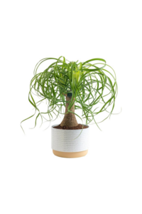 Home Decorating trees